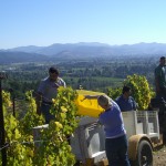 Harvest on Newton Vineyards