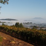 Mount St. Helena and morning fog on valley floor as seen from Paloma Vineyard
