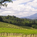 Vista of Mount St. Helena from the vineyard at Terra Valentine