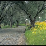 Olive tree lined drive - Spring Mountain Vineyard - photo by Tom Ferrell