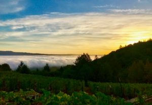 Behrens Family Winery - Sunrise and fog