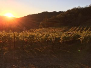 Marston Family Vineyard sunset
