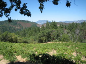 Ritchie Creek Winery View