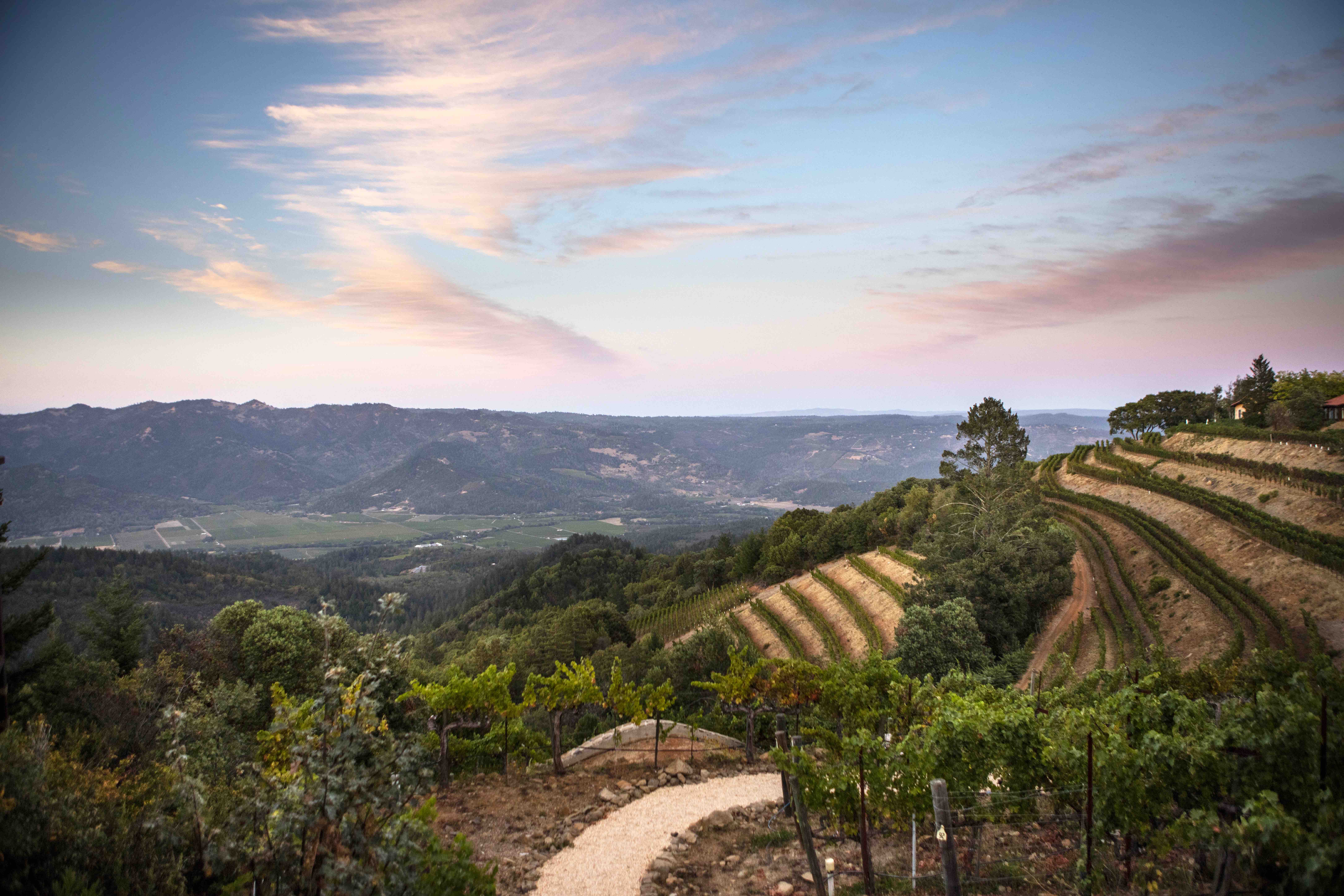 Barnett Vineyard Views 4