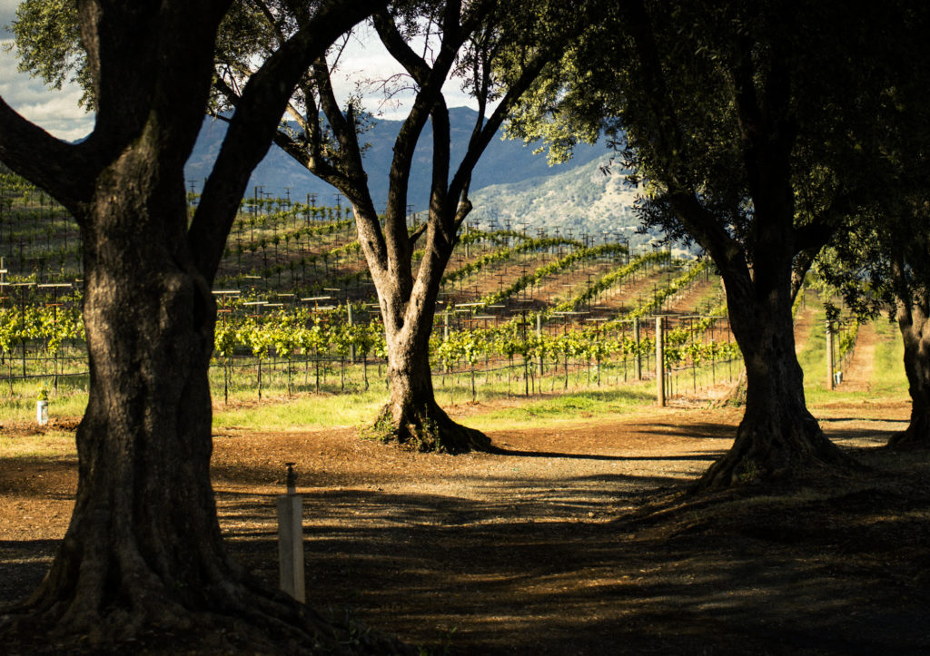 Smith-Madrone Vineyards 3