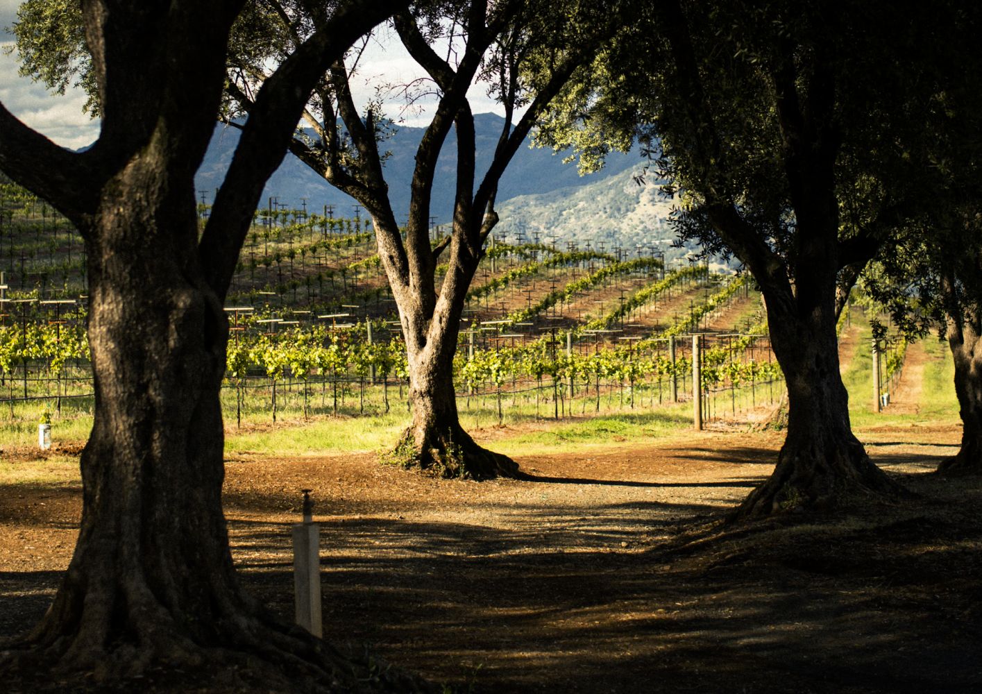 Smith-Madrone Vineyards 3