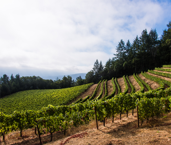Spring Mountain Vineyard