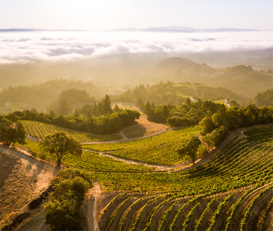 Spring Mountain Vineyard