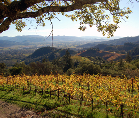 Spring Mountain Vineyard