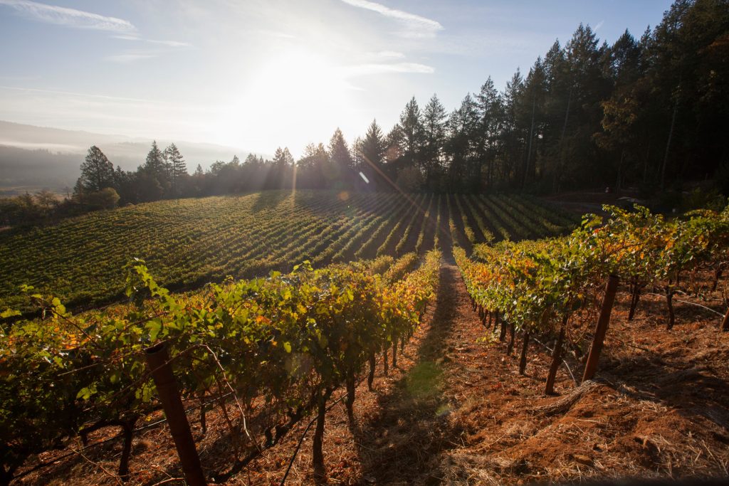 frias family vineyard