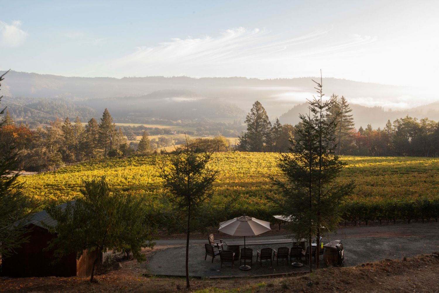 frias family vineyard