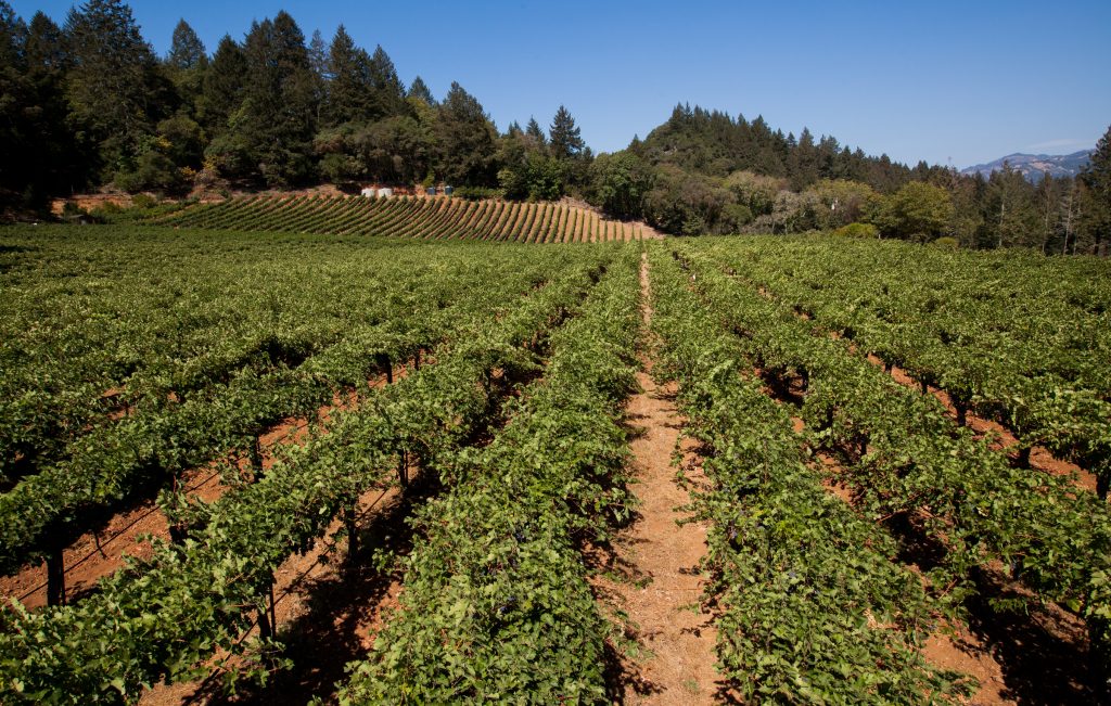frias family vineyard
