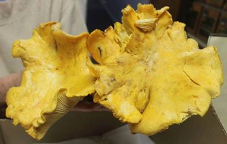 Chanterelle Mushroom Napa