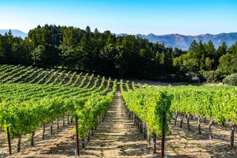 2019 Cabernet Sauvignons from the Spring Mountain District