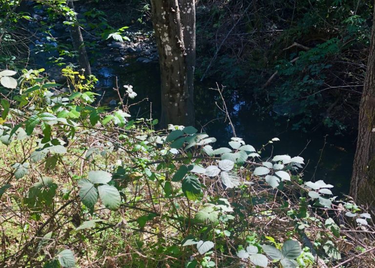 Spring Mountain Road Clean-Up