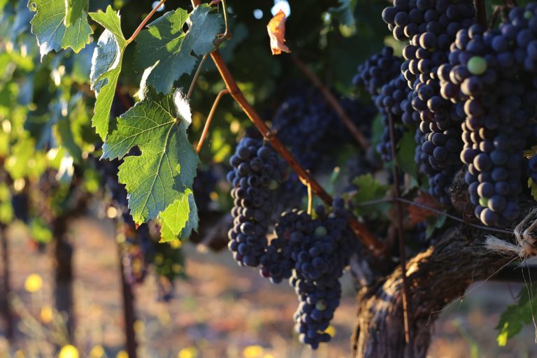 Harvest Reports: Wed, Sep 24th, 2020