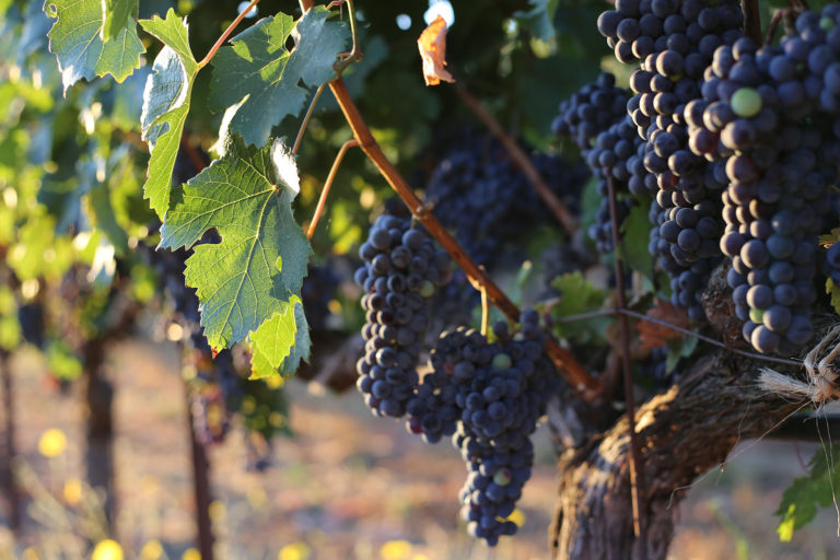 Harvest Reports: Wed, Sep 16th, 2020
