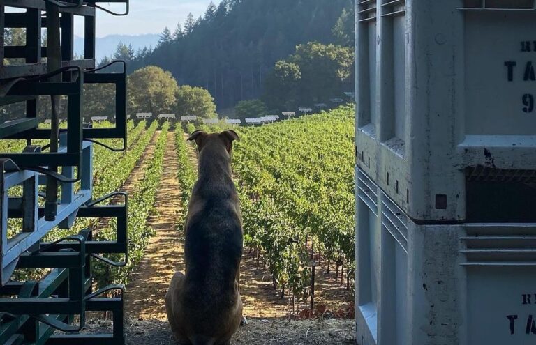 Keenan Winery Dog