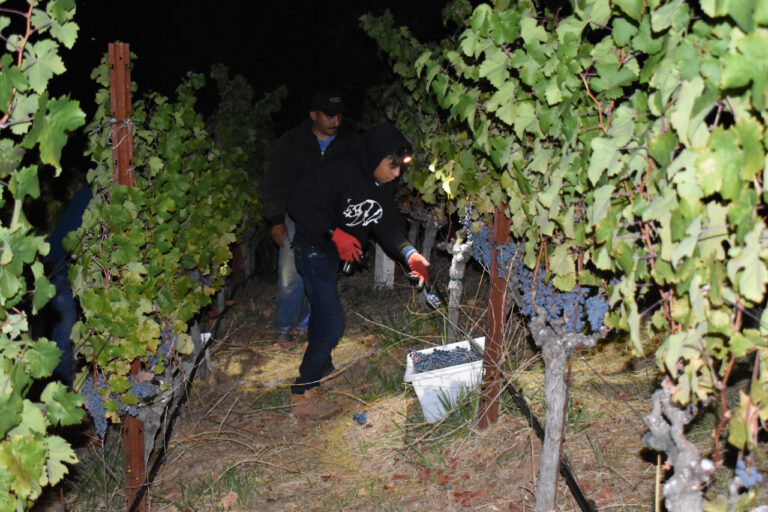 Barnett Vineyards - Harvest 2022