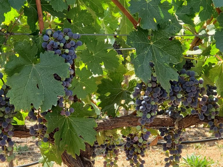 Harvest Report – 14 September 2023