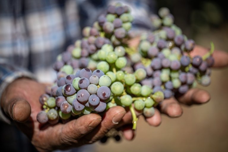 Harvest Report – 11 September 2023