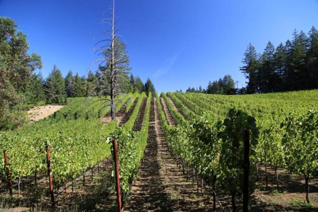The Vines of St. Helena: Ballard Vineyard and Lüscher-Ballard Wine