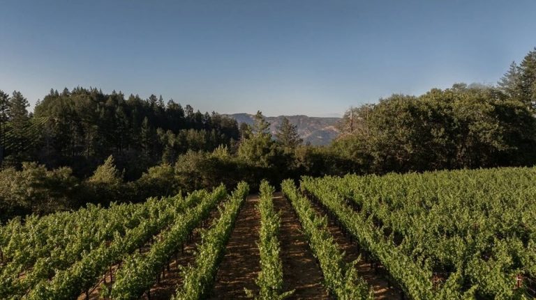 Harvest Report – 13 August 2024