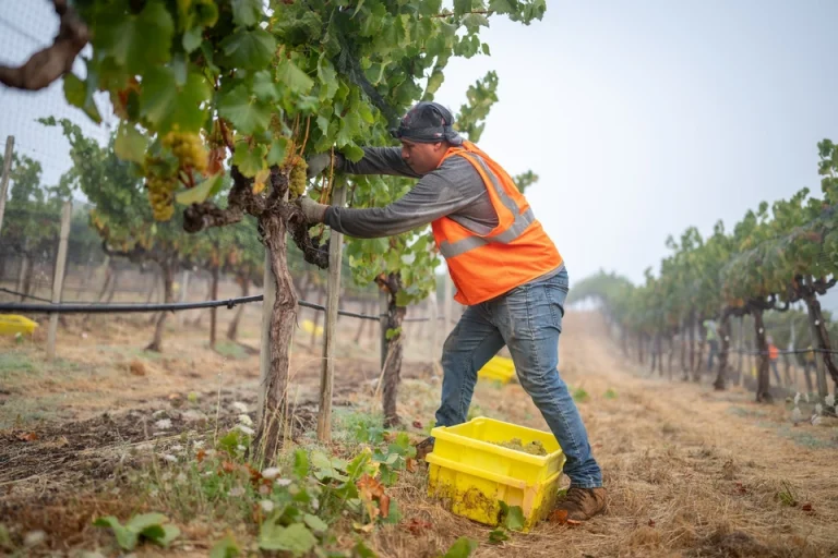 Harvest Report – 18 September 2025