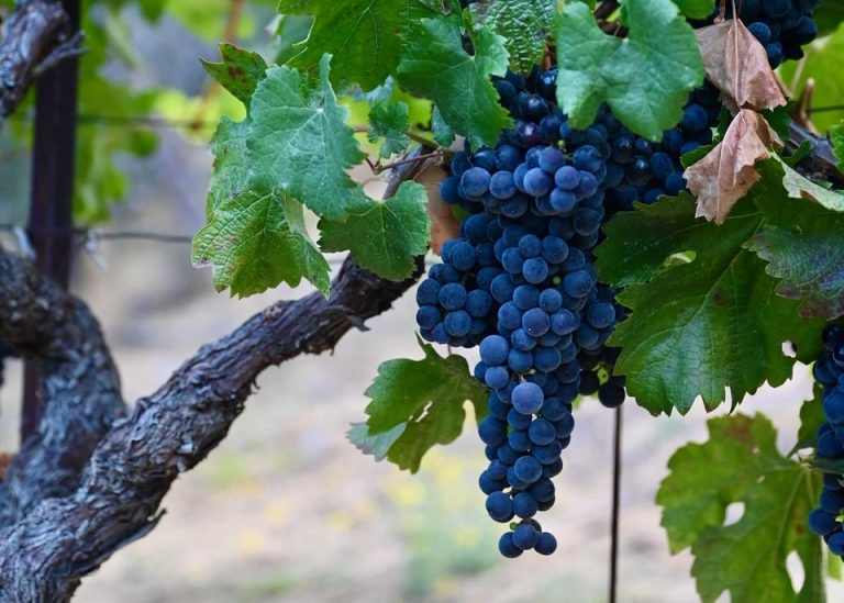 Harvest Report – 24 September 2025